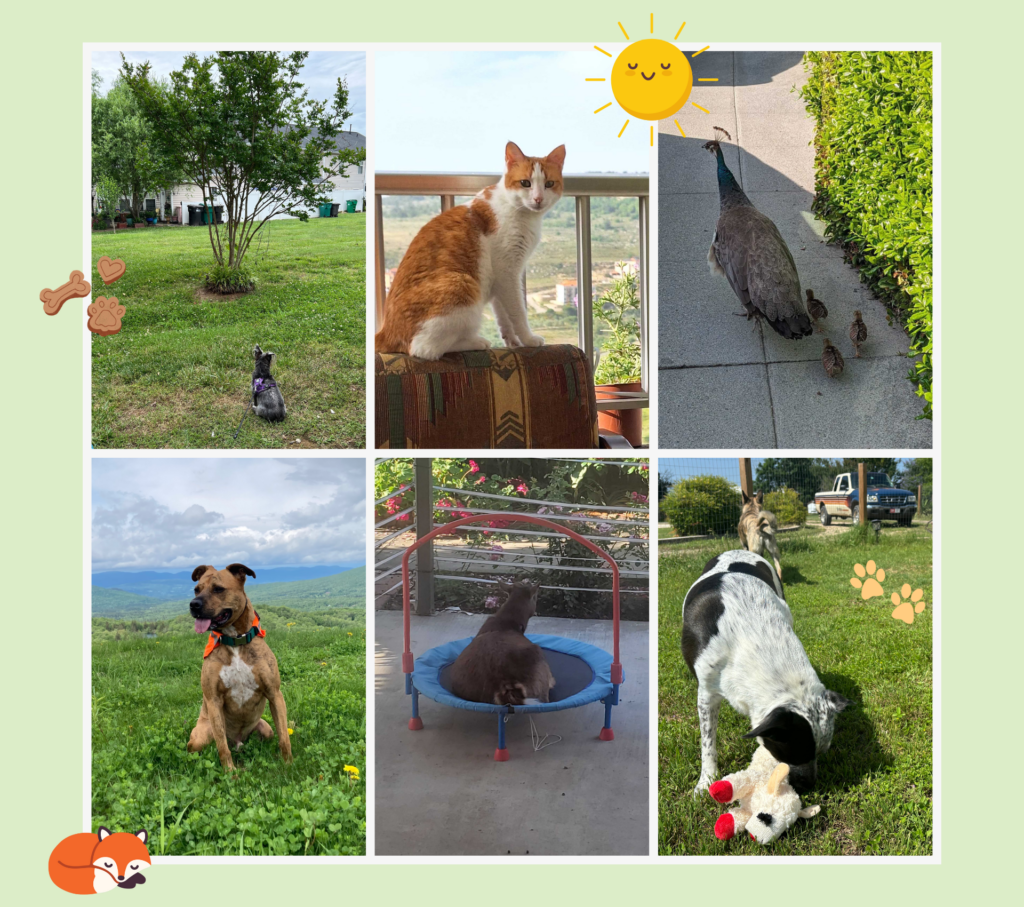 Collection of May's pet photos from the team.